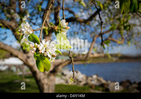Apfelblüten in voller Blüte auf eine wilde Apfel Baum Malus Pumila Hudson River. Cluster von weißen Blüten und rosa Knospen, Stockfoto