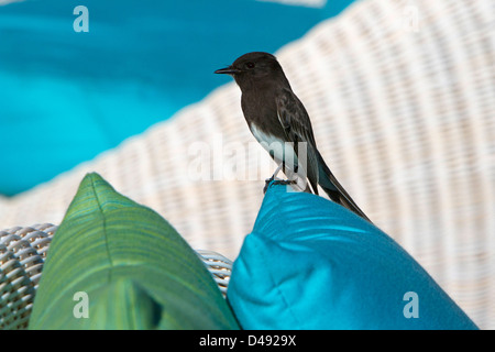 Schwarz Phoebe (Sayornis Nigricans) Erwachsenen thront auf einem Stuhl Kissen in Rancho Mirage, Kalifornien, USA im Januar Stockfoto