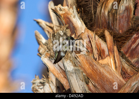 Costas Kolibri (Calypte besteht) thront in einer Palme in Rancho Mirage, Kalifornien, USA im Januar Stockfoto