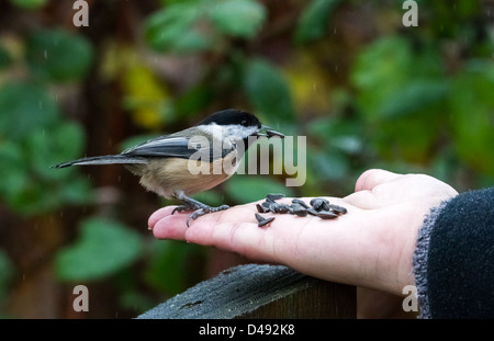 Schwarz-capped Chickadee Nahaufnahme Schuss Stockfoto