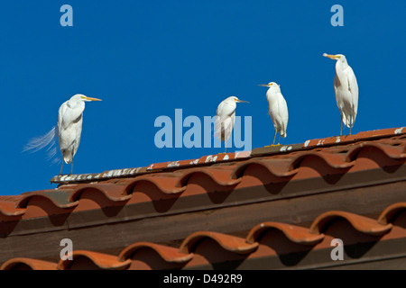 Großer Reiher (Ardea Alba) & Snowy Silberreiher (Egretta unaufger) thront auf einem Dach in Rancho Mirage, Kalifornien, USA im Januar Stockfoto