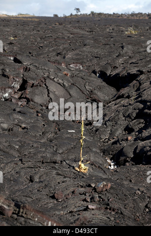 Eine Lava-Formation im Hawaii Volcanoes National Park, Big Island, Hawaii, USA Stockfoto