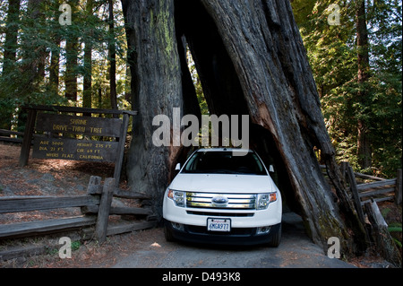 Myers Flat, Vereinigte Staaten, Drive-in-Baum im Humboldt Redwoods State Park Stockfoto