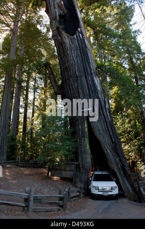 Myers Flat, Vereinigte Staaten, Drive-in-Baum im Humboldt Redwoods State Park Stockfoto