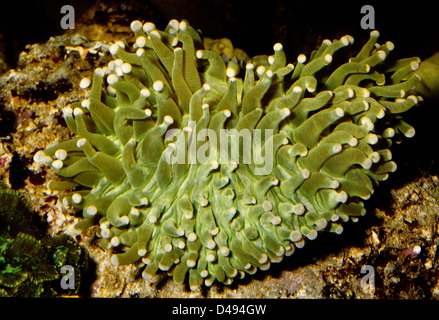 Lange Tentakel Platte Coral Heliofungia Actiniformis, Fungiidae, Indo-Pazifischer Ozean Stockfoto