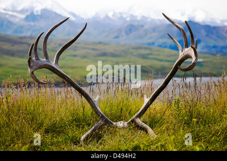 Südlich der Alaska Range durch alte Geweihe Woodland Caribou (Rangifer Tarandu), Eielson Visitor Center, Denali NP, AK anzeigen Stockfoto