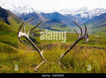 Südlich der Alaska Range durch alte Geweihe Woodland Caribou (Rangifer Tarandu), Eielson Visitor Center, Denali NP, AK anzeigen Stockfoto