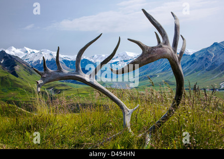 Südlich der Alaska Range durch alte Geweihe Woodland Caribou (Rangifer Tarandu), Eielson Visitor Center, Denali NP, AK anzeigen Stockfoto