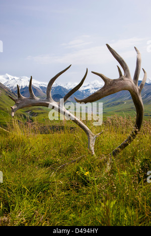 Südlich der Alaska Range durch alte Geweihe Woodland Caribou (Rangifer Tarandu), Eielson Visitor Center, Denali NP, AK anzeigen Stockfoto