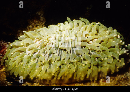 Lange Tentakel Platte Coral Heliofungia Actiniformis, Fungiidae, Indo-Pazifik Cnidaria, Celenterata Stockfoto