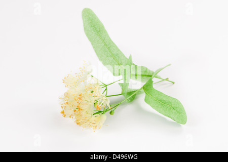 Blüten der Linde auf weißem Hintergrund Stockfoto