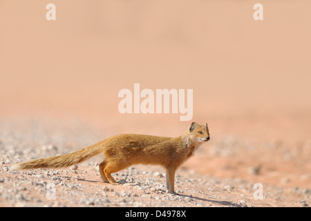 Yellow mongoose (Cynictis penicillata), Erwachsene stehen auf trockenen Boden, Alert, Kgalagadi Transfrontier Park, Northern Cape, Südafrika, Afrika Stockfoto