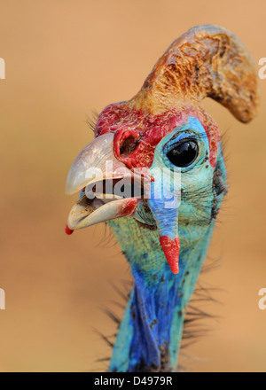 Behelmte guineafowl (Numida meleagris), Tier Portrait, Krüger Nationalpark, Südafrika, Afrika Stockfoto