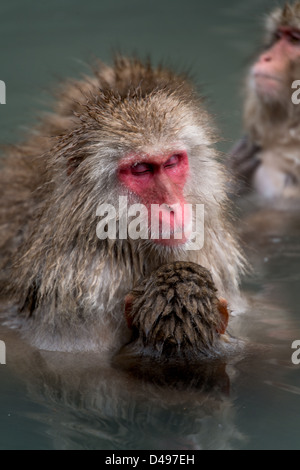 Eine Mutter und Ihr Baby snow Monkey genießen ein onsen Stockfoto