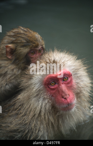 Eine Mutter Snow Monkey mit Baby auf dem Rücken in einem Onsen entspannen Stockfoto