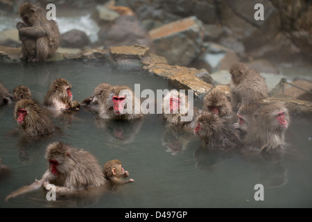 Badezeit in den Onsen für eine Gruppe von japanischen Schneeaffen. Stockfoto