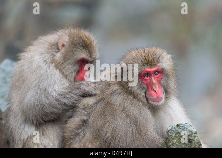 Ein paar der japanischen Makaken Pflege. Stockfoto