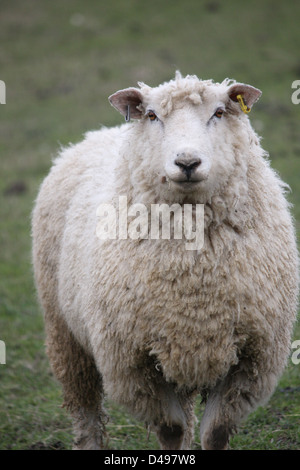 Schafe auf Romney Marsh Stockfoto