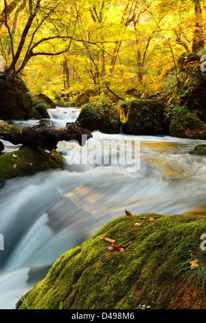 Herbstliche Farben des Oirase Fluss, befindet sich in der Präfektur Aomori Japan Stockfoto