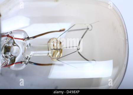 Nahaufnahme einer Pygmäen Glühbirne Stockfoto