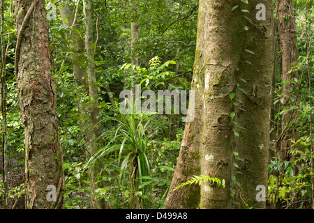 Stony Creek in der Nähe von Cairns, Far North Queensland, Australien Stockfoto