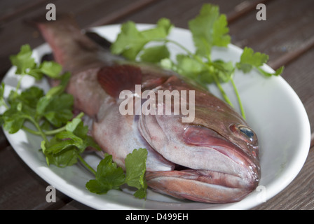 Italienische Küche: frische Zackenbarsch Stockfoto