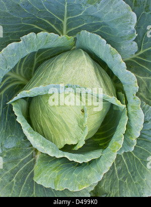 Weißkohl-Leiter in einem Feld Stockfoto