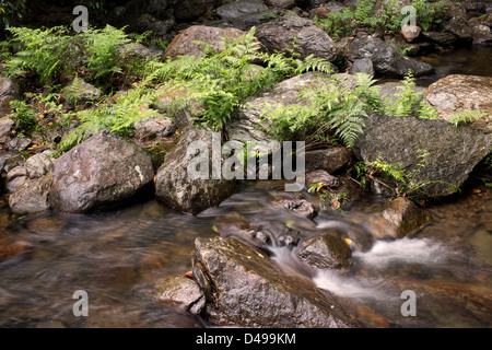 Stony Creek in der Nähe von Cairns, Far North Queensland, Australien Stockfoto