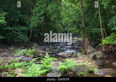 Stony Creek in der Nähe von Cairns, Far North Queensland, Australien Stockfoto