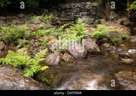 Stony Creek in der Nähe von Cairns, Far North Queensland, Australien Stockfoto