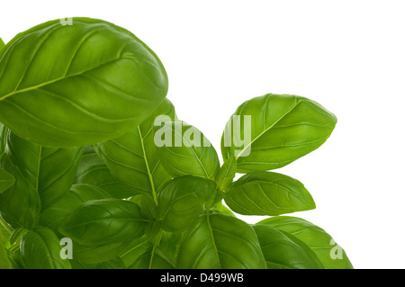 Frisches Bündel von Basil dekorative Blätter, grüne Grenze Stockfoto