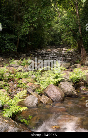 Stony Creek in der Nähe von Cairns, Far North Queensland, Australien Stockfoto