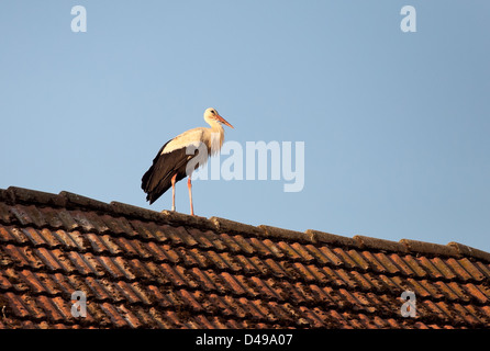 Rühstädt, Deutschland, ein Storch sitzt auf einem Bergrücken Stockfoto