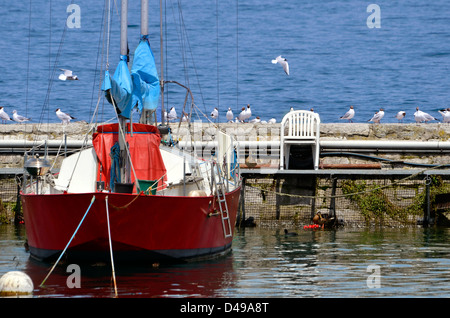 Rotes Boot in den Hafen von Evian mit vielen Möwen auf dem Deich. Evian-Les-Bains liegt am Ufer des Genfer Sees im Osten von Frankreich Stockfoto