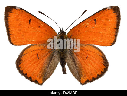 Große Kupfer rot Schmetterling (Lycaena dispar Rutila) isoliert auf weißem Hintergrund Stockfoto