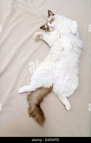 Ein Ragdoll Kätzchen schlafen auf dem Rücken, Bauch, ausgesetzt im ultimativen Katze Zeichen des Vertrauens und des Glücks Stockfoto