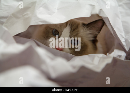 Ein Ragdoll Kätzchen in einem Stapel Papier verstecken Stockfoto