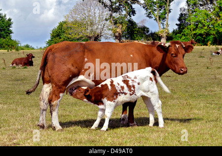 Braune Kuh und Kalb Spanferkel in eine Prärie, Departement Sarthe in Frankreich Stockfoto