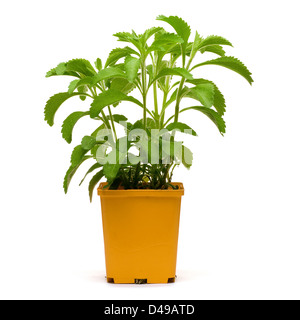 Stevia-Plan in eine orange Bucklet, weiße quadratische Hintergrundbild Stockfoto