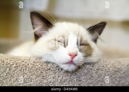 Ein kleines weißes Ragdoll Kätzchen schlafend auf einem Kratzbaum Stockfoto