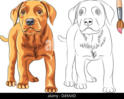 Vektor-Malbuch für Kinder lustige ernsthafte Welpen Hund Labrador Retriever Rasse Stockfoto