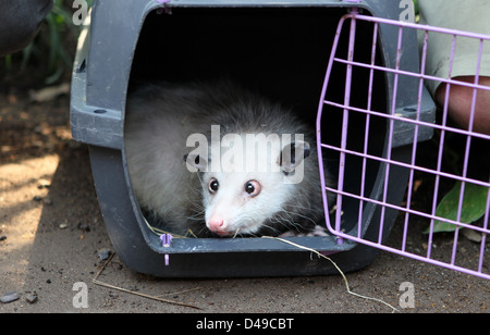 Leipzig, Deutschland, Heidi, das schielende Opossum im Leipziger Zoo Stockfoto