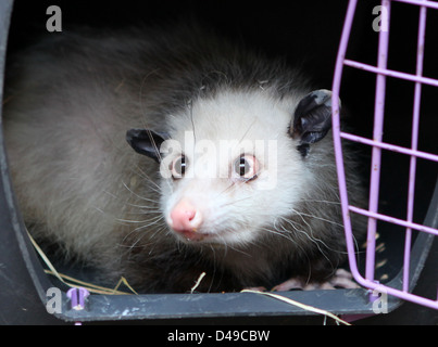 Leipzig, Deutschland, Heidi, das schielende Opossum im Leipziger Zoo Stockfoto