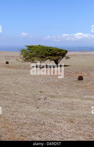 Ein Wind geblasen-Baum auf der Südspitze auf der big Island von Hawaii, USA Stockfoto