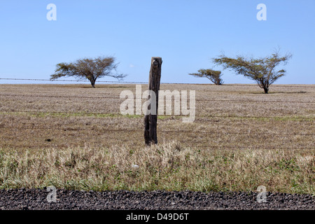 Einen Stacheldrahtzaun mit etwas Wind geblasen Bäume im Hintergrund am South Point, The Big Island, Hawaii, USA Stockfoto