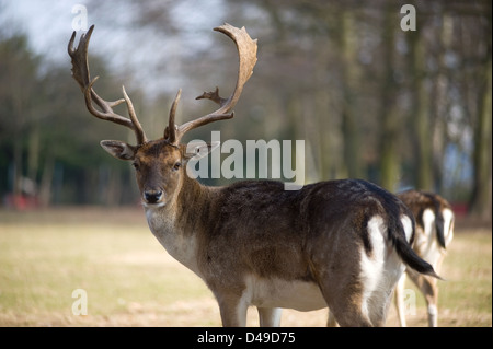 Berlin, Deutschland, Parken Rehe in der Gemeinschaft Tiergehehe Lankwitz Stockfoto