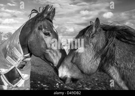 Zwei Pferde kuschelte Stockfoto