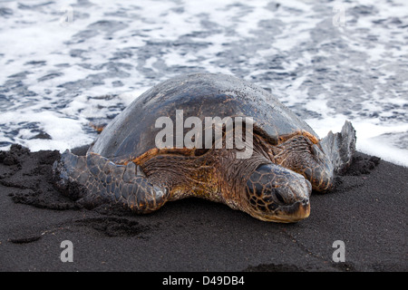 Eine Schildkröte am Black Sand Beach, big Island, Hawaii, USA Stockfoto