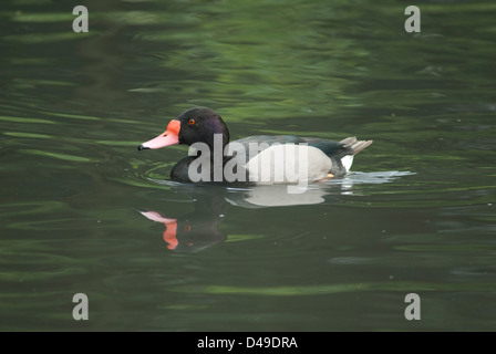 Drake Rosybill (Netta Peposaca) in Gefangenschaft in Washington WWT Stockfoto