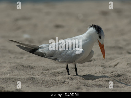 Königliche Tern (Thalasseus Maximus) an einem Strand in Cape May, New Jersey Stockfoto